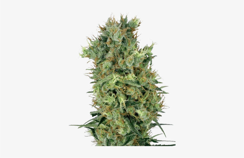Sour Diesel Auto-flowering Cannabis Seeds - Skunk #1, transparent png