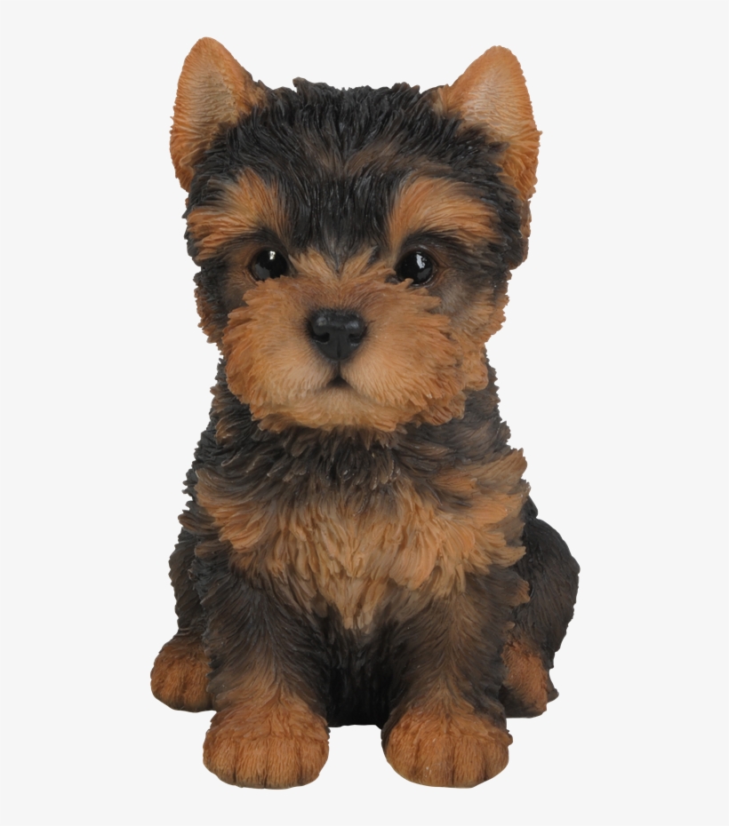 Small Image Of Pet Pals Yorkshire Terrier Puppy - Natures Gallery Yorkshire Terrier Puppy Statue - 83525, transparent png