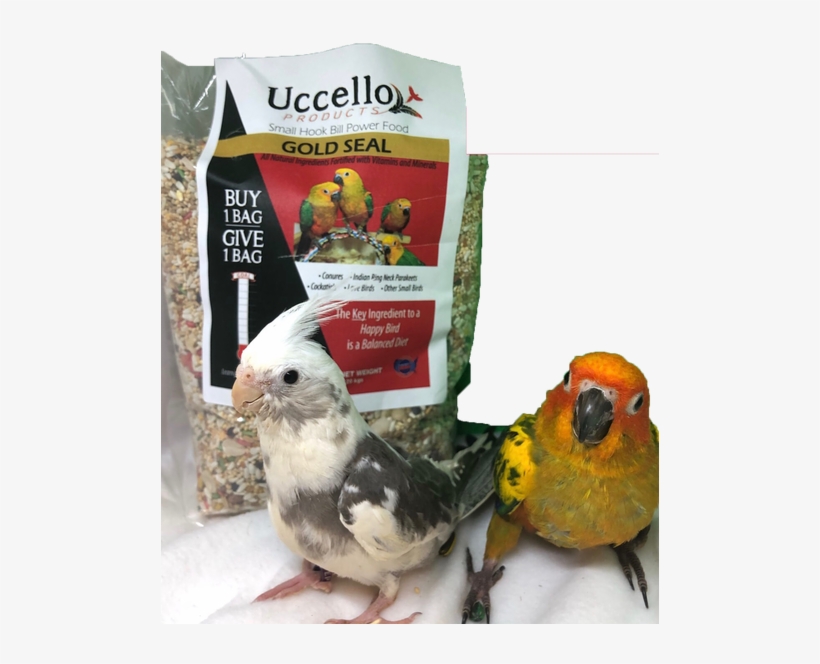 African Grey, transparent png