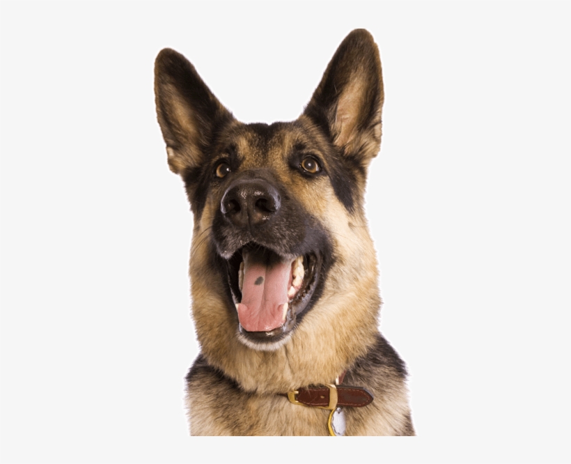 Search - German Shepherd, transparent png