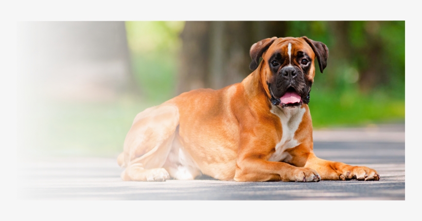 Explore Holistic Care For Your Pets - Boxer Dog Pure Breed, transparent png