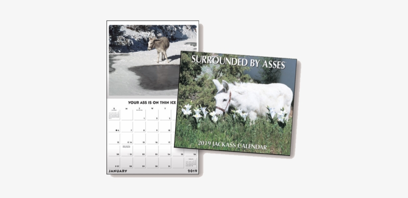 2019 Surrounded By Asses Calendar - Grazing, transparent png
