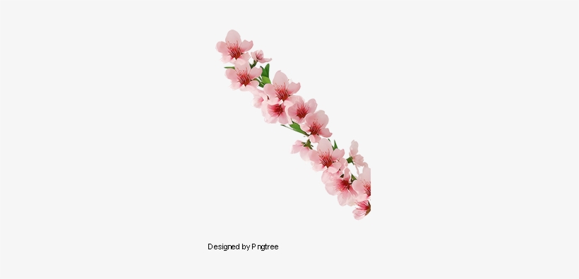 Vector A Pink Magnolia Flowers, Magnolia, Pink, One - Portable Network Graphics, transparent png