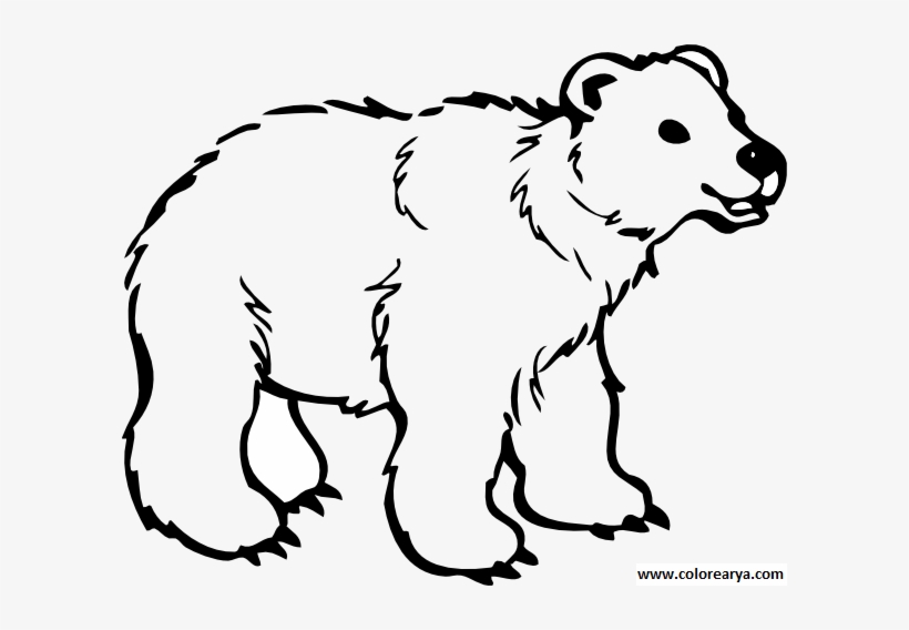 Dibujos Colorear Oso - Bear Cartoon Black And White, transparent png
