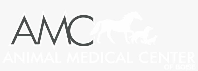 Stallion, transparent png