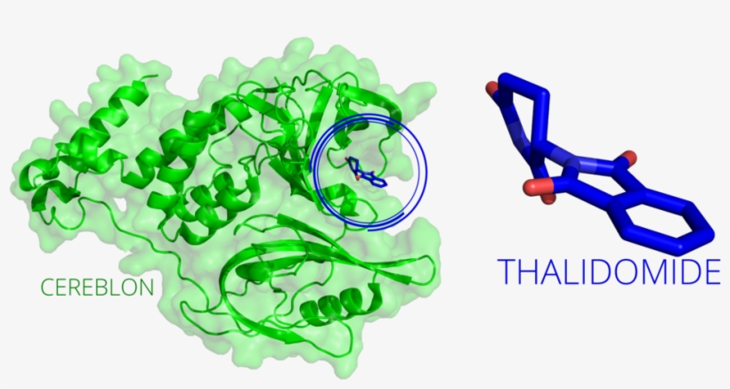 20170525 Thalidomide Cereblon - Graphics, transparent png