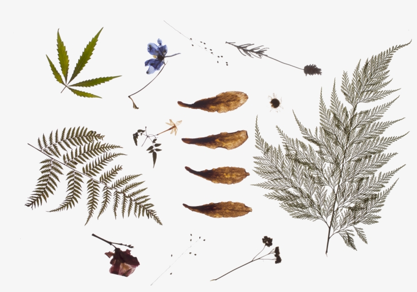 10-copy - Affect, transparent png