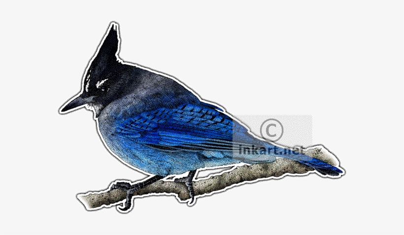 Steller - Steller's Jay, transparent png