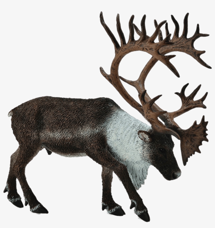 Download - Collecta 88709 - Woodland Caribou, transparent png