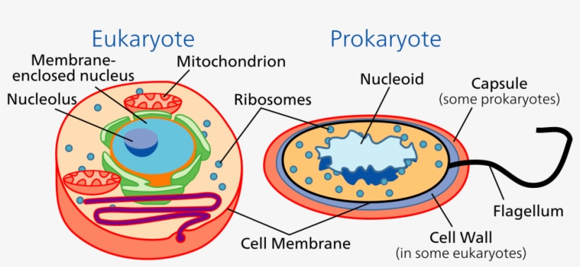 Surprisingly, A Nucleus-like Structure That Forms During - Diagram Of Eukaryotic And Prokaryotic Cell, transparent png