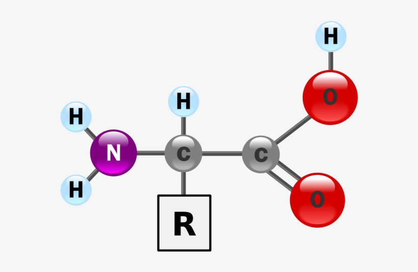 Amino-acid - Amino Acid, transparent png