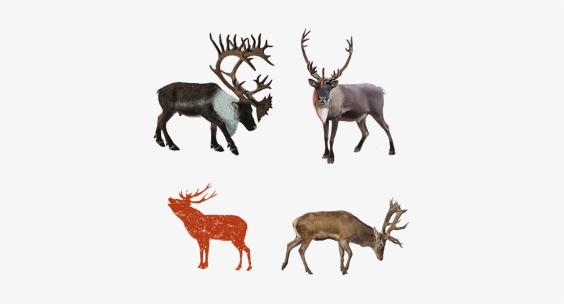 Collecta 88709 - Woodland Caribou, transparent png