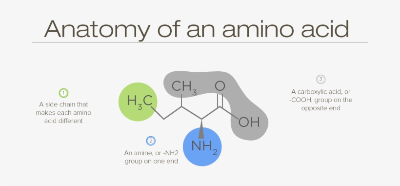 Anatomy Of An Amino Acid, transparent png