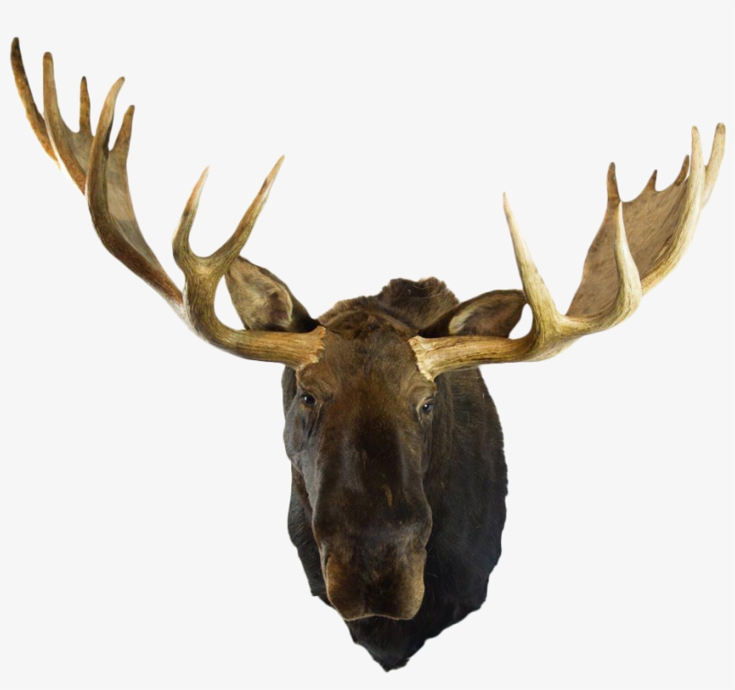 Moose Head Png - Alaska, transparent png