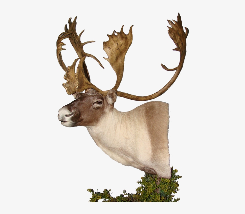 Caribou Mount, transparent png