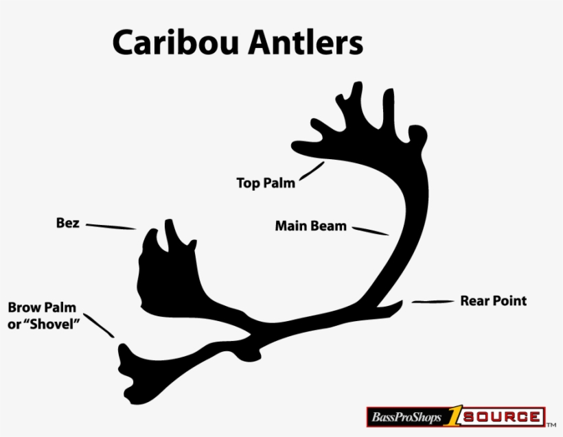 Caribou Antlers About - Double Shovel Caribou, transparent png