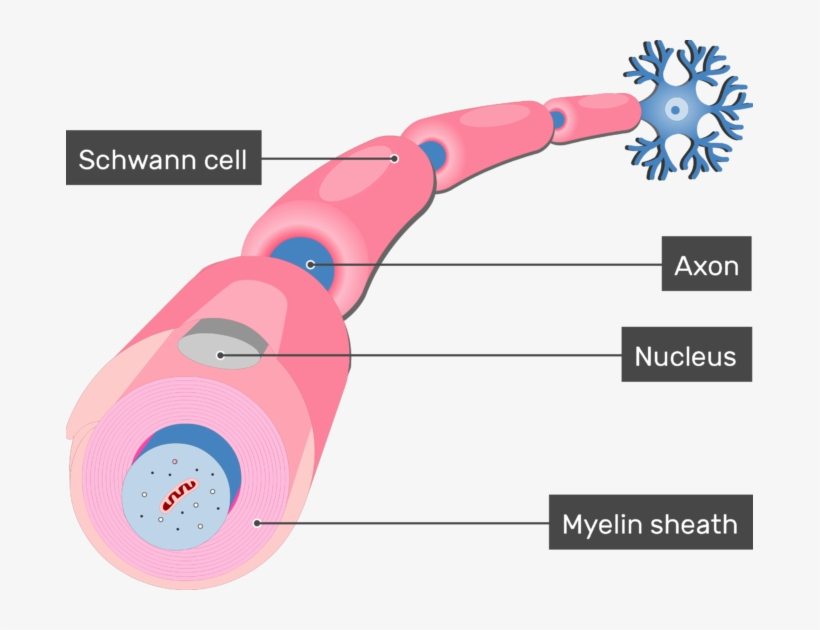 An Image Showing Nucleus Of The Schwann Cell In Addition - Neurolimma Axon, transparent png