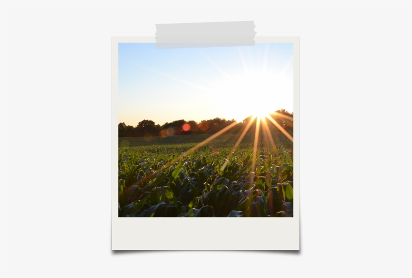 We Secure Affidavits Of Genetic Integrity On Scores - Plantation Life Before Emancipation Ebook, transparent png