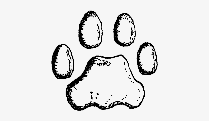 Puma Pfote - Pfotenabdruck Puma, transparent png