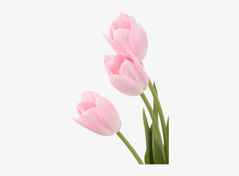 Welcome To The Dollhouse - Tulipanes Rosados, transparent png