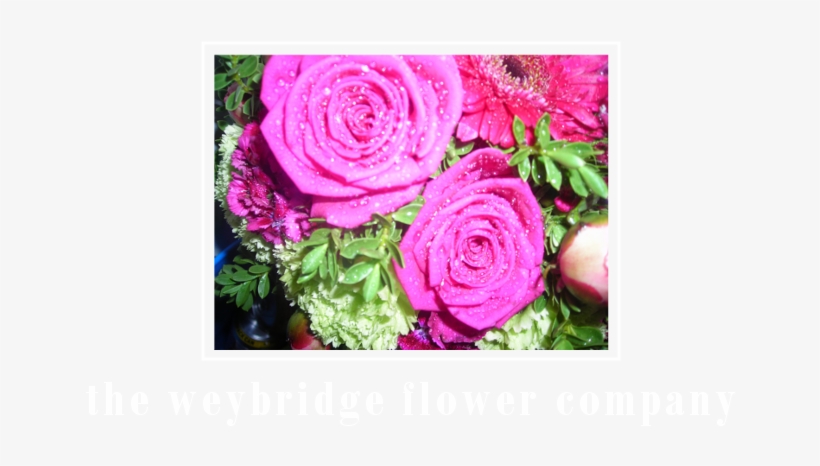 Finallogo - Garden Roses, transparent png