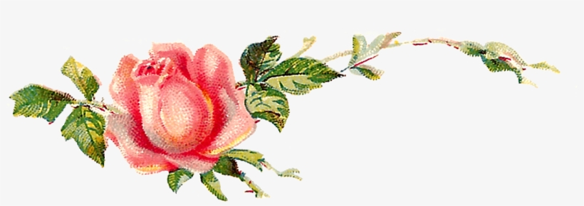 I Can Image Either Of These Digital Flower Images Decorating - Garden Roses, transparent png