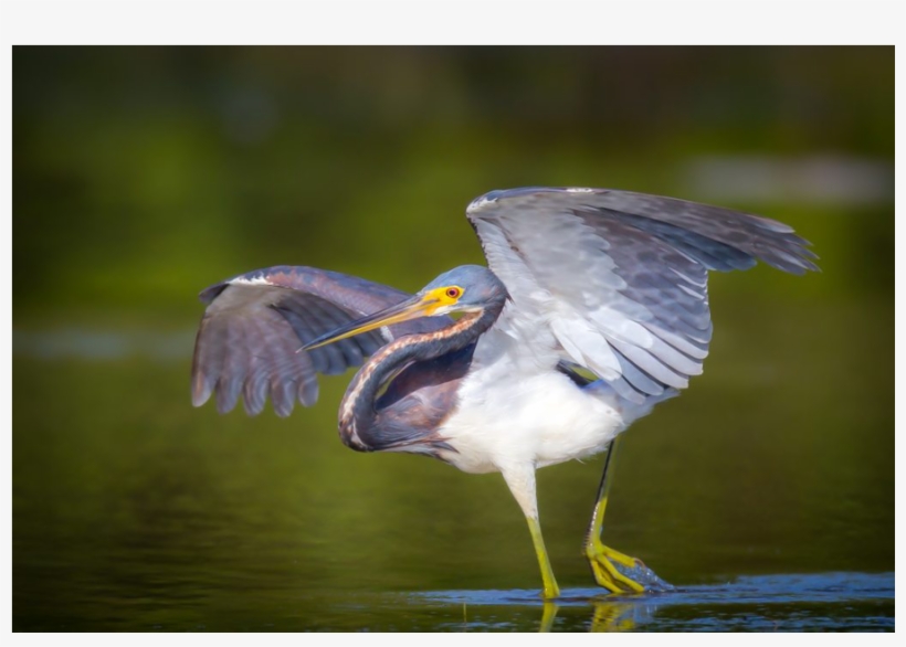 Seabird, transparent png