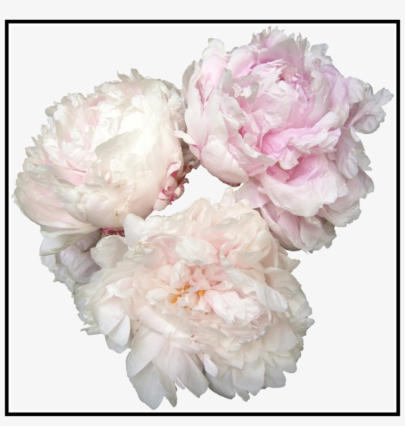 Ideas Of White Bouquet Png Amazing, transparent png