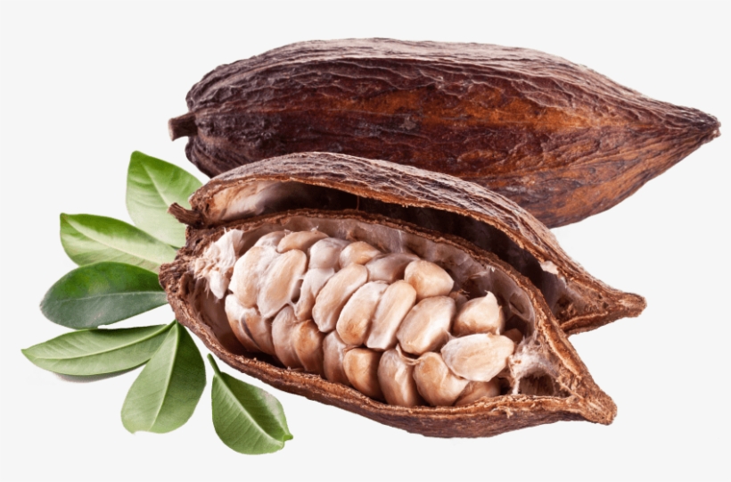 Free Png Cacao With Bones Png Images Transparent - Cocoa Pods And Beans, transparent png
