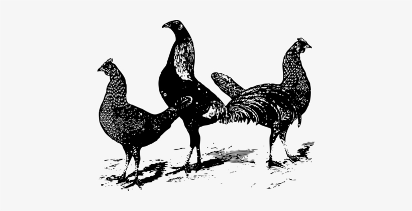 Leghorn Chicken Brahma Chicken Broiler Rooster Poultry - Black And White Chicken Tag, transparent png