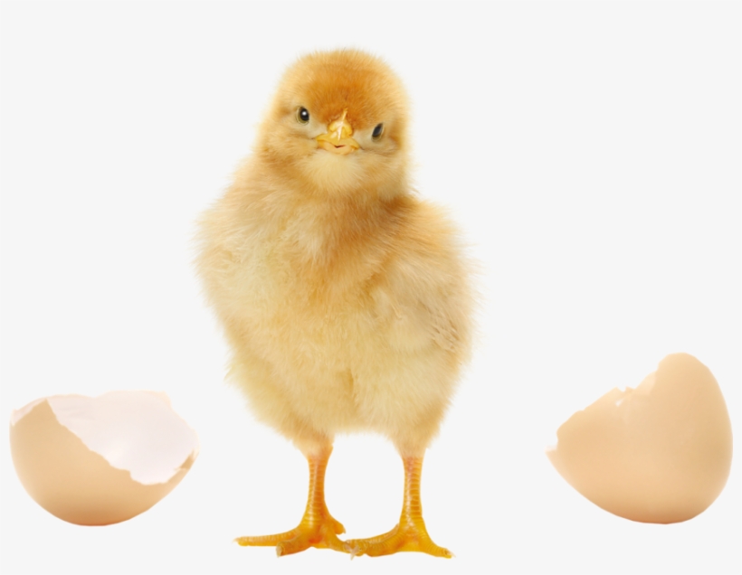 About Pluriton - Photography, transparent png