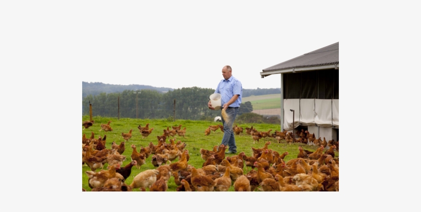 Alternative - Élevage Label Rouge, transparent png