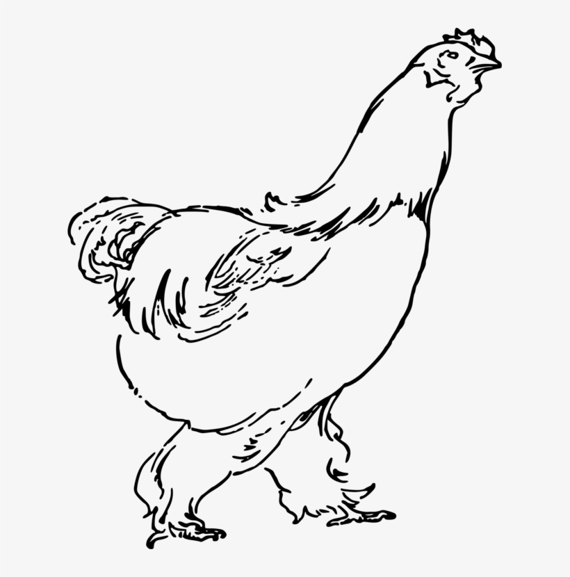 Rooster Chicken Drawing Landfowl Poultry - Hen Drawing Png, transparent png