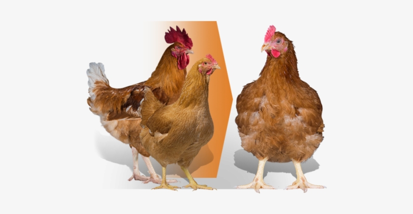 Rooster, transparent png