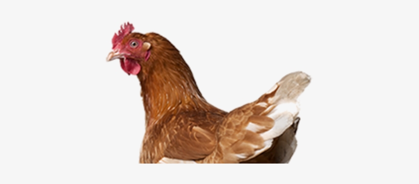 Chicken, transparent png