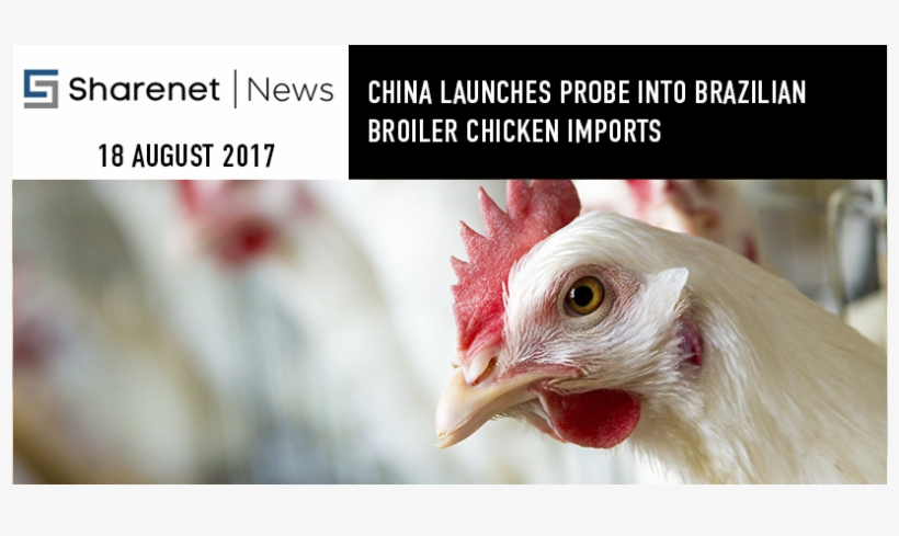 News - Chicken, transparent png