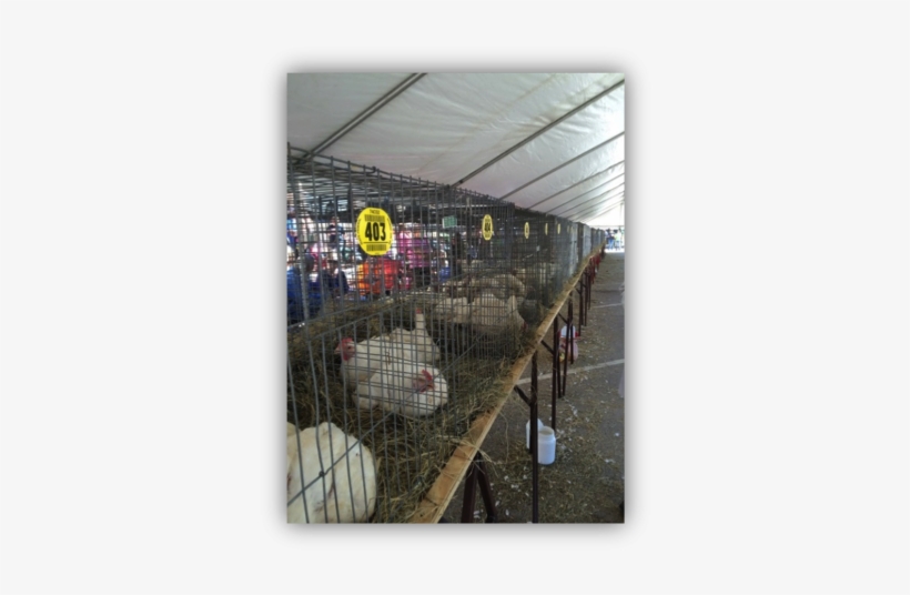 2018 Poultry Festival 4 H Show Broiler Orders Taken - Cage, transparent png