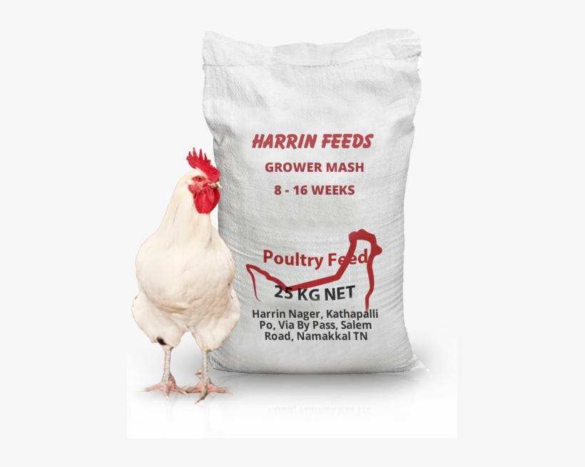 Read More - - Rooster, transparent png