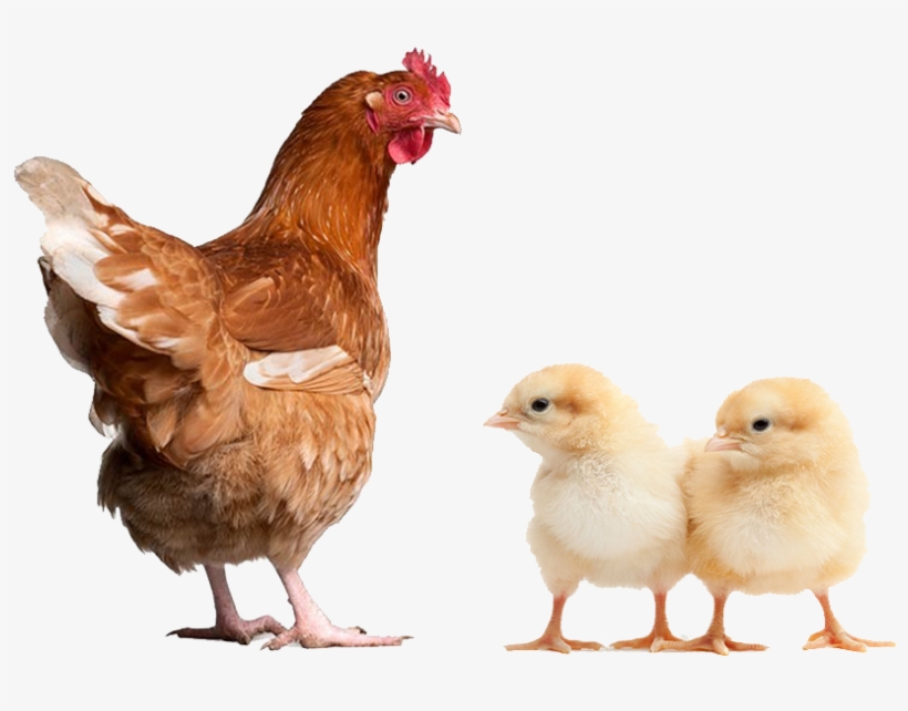 Broiler Finisher Concentrate 10% - Chicken Manual By Laurence Beeken, transparent png
