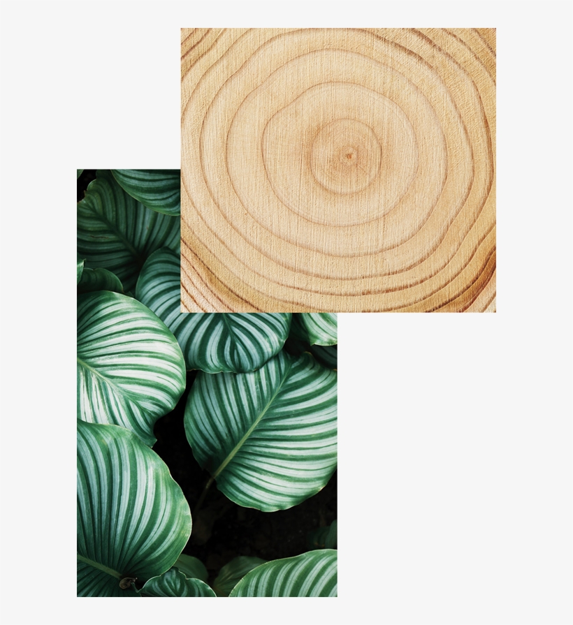 Natural - Notizbuch-set Wild, 3-tlg., transparent png