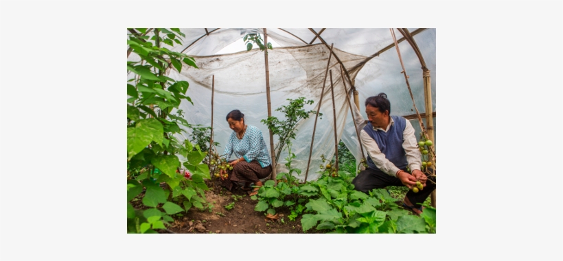 Free Indian Farmer Png - Sikkim, transparent png