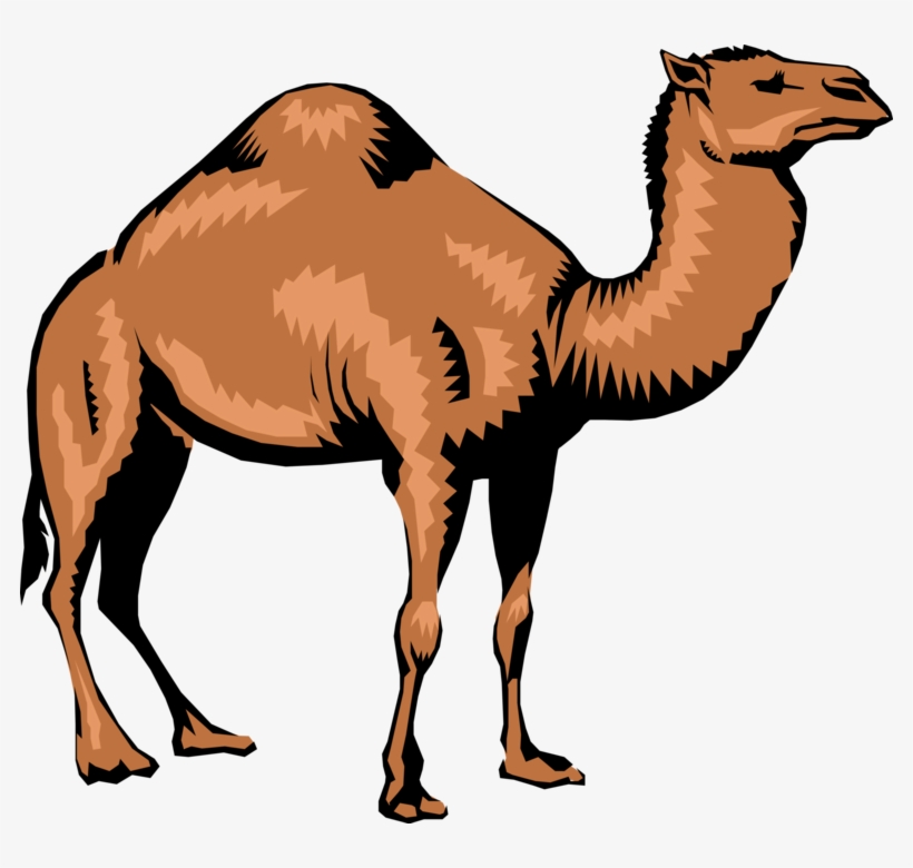 Vector Illustration Of Dromedary Single-humped Beast - Camel, transparent png