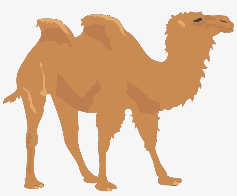 Camel, transparent png