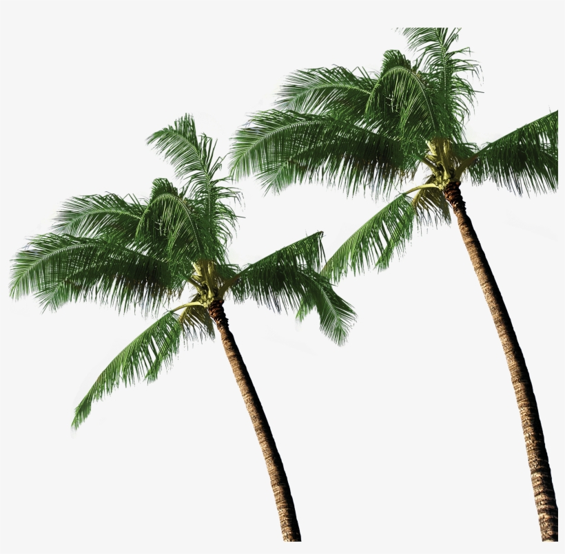 3d Coconut Tree Png Download - Sand Free Beach Mat Blanket Proof Blanket- Compact, transparent png