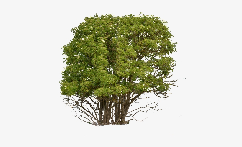 Png Cutout Tree - Softwood And Hardwood Trees, transparent png