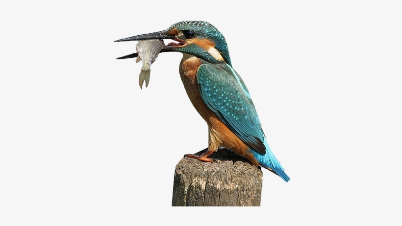Png Kingfisher Bird Transparent Kingfisher Bird - Kingfisher Transparent Background, transparent png
