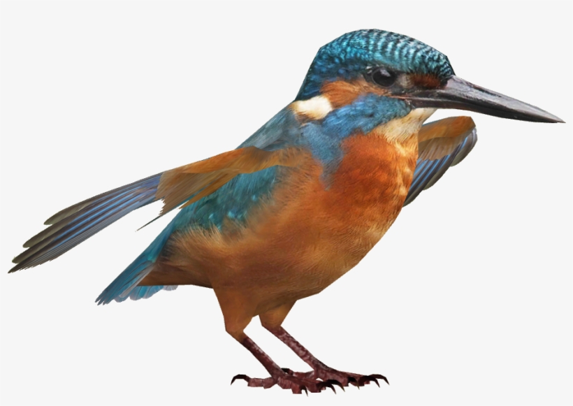 Common Kingfisher - Portable Network Graphics, transparent png