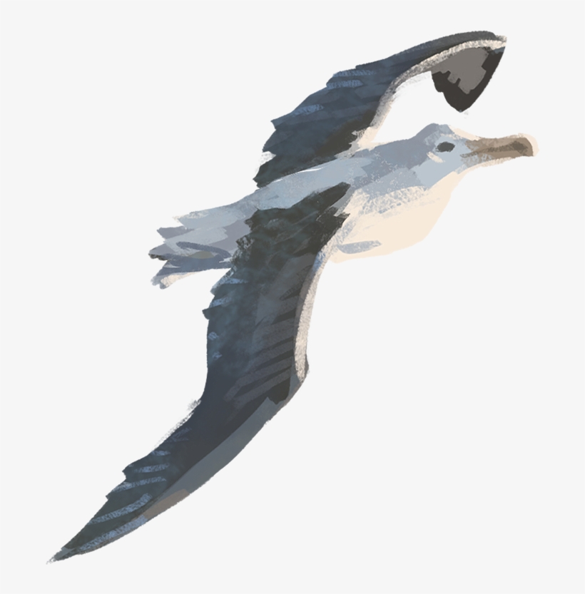 Pages 14 15 Questions Flight Turning - Flight, transparent png