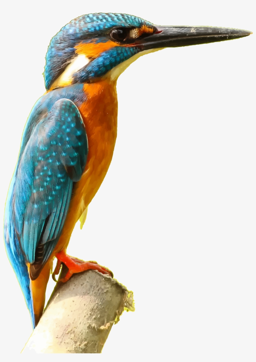 Kingfisher Png Picture - Kingfisher Png, transparent png
