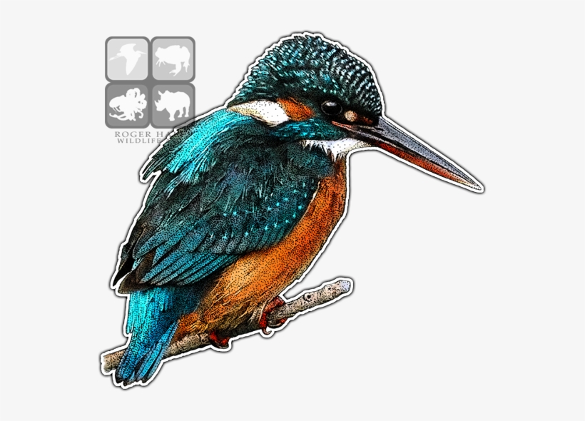 Kingfisher Drawing Graphic Black And White Library - Kingfishers Of The World Greeting Card, transparent png